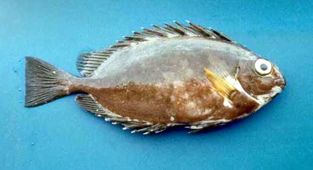 Siganus luridus (Rüppell, 1829)